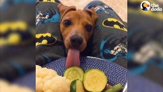 Funny Pets Who Don't Understand Personal Space | The Dodo