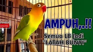 100% AMPUH,,!! Bikin LOVEBIRD LATAH BUNYI, Pancingan Labet Gacor Ngekek Panjang