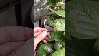 Everbearing strawberries.