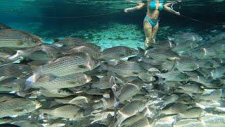 Swimming with THOUSANDS of fish in crystal CLEAR water