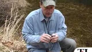 Spring wildlife series: Wood frog - timesleader.com