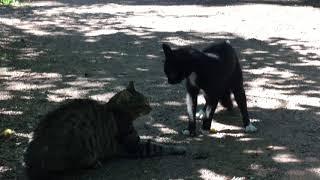 Cats arguing about $100 bill