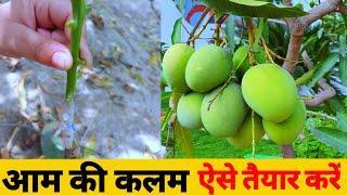 Mango tree grafting। आम की कलम कैसे तैयार करें। Mango grafting।