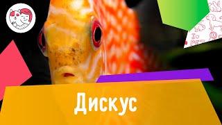 Аквариумная рыбка дискус. Особенности. Уход.