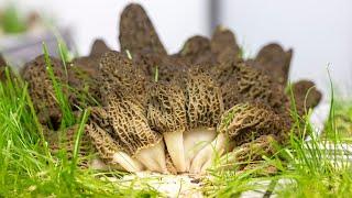 Part 1: Breaking Yield Records - Indoor Cultivated Morel Mushrooms Harvested in January 2023