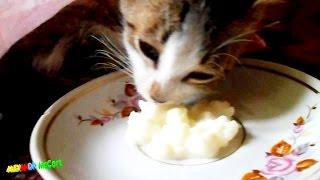 Hungry Kitten Eats