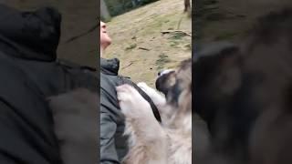 Кавказская овчарка рвет пуховик хозяйки #animal #собака #dog #doglover #животные #animaldog