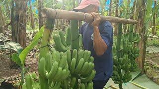 Harvest time mga ka agri