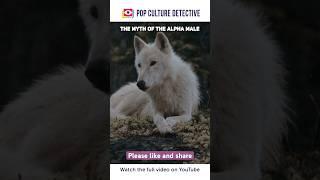 The Myth of the Alpha Wolf