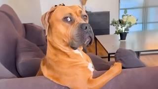 1 Hour of the Funniest Animal Videos 2025 