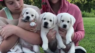 Home of the Loyal Labrador - Fun with our family Labs