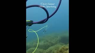 Perfect Shot #fishing #pescasub #seafood #spearfishing #fish #pesca #diving #shorts #shortsviral