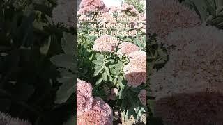 Очиток видный #седум" #садовод #цветы #garden #сад #flowers shorts #дача