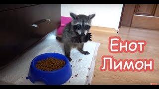 Лимон полощется в воде и ест кошачий корм