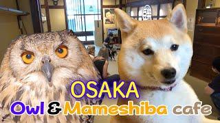 Cute traffic jam! Owl & Mameshiba Cafe