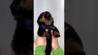 1 week old  cute little angel Rottweiler Puppy ️