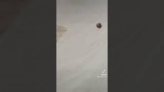 dude perfect trick shot tik tok