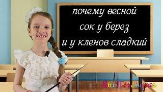 ЕваПочемучка - почему весной сок у берез и кленов сладкий