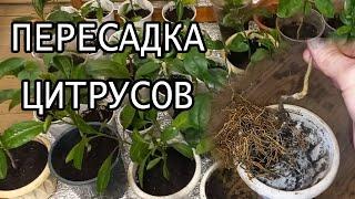 Пересадка лимонов и других цитрусовых