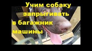 Приучаем собак к багажнику машины. Как приучить собаку к машине.