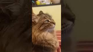 Russian  cat watching Benito Mussolini (ORIGINAL)