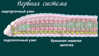 строение дождевого червя