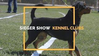 JUDGING ROTTWEILERS SIEGER  VS. KENNEL CLUB SHOWS