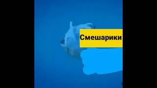 синий анонс карусели осень 2015 пытался сделать редкий фейк реконструкция