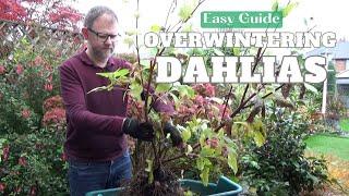 How to Overwinter Dahlia Tubers | How and Where to Store Dahlias Over Winter in Colder Areas