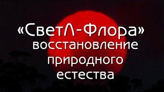 "СветЛ-Флора" - восстановление природного естества