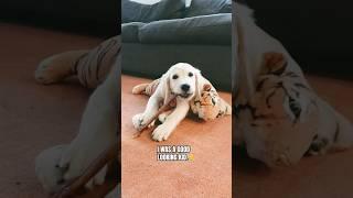 Talk about a glow-up for my puppy Daisy. #puppy #dog #funny #dogshorts  #cutedog #goldenretriever