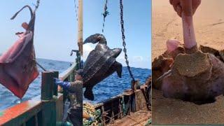 Catching seafood (amazing video clips)#15| minleo|