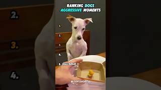 Ranking Dogs Aggressive Moments 