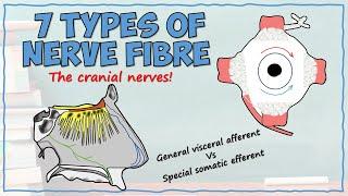 7 Types of Cranial Nerve Fibre - Easy Breakdown!