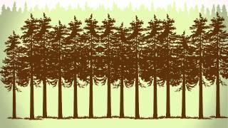 Forest Fast Break: Clearcutting