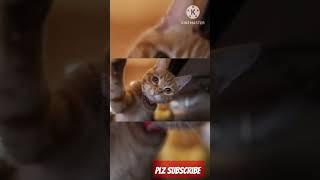 Cats video#cat #arabic