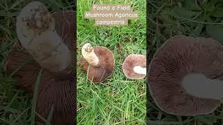 Field Mushroom ID #mushroom #field #foraging #food #plants #science #knowledge #shorts#fyp #trending