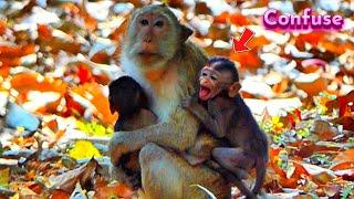 Poor Baby Monkey Really Confuse Mother...! Where Is My Mom...? Vānarāḥ-KH