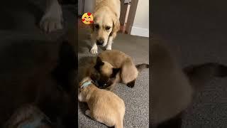 Cat protecting puppy from dog's anger! ️ #dog #cat #puppy #protection #lick #awesome #viral