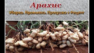 Арахис  Уборка. Промывка. Просушка + Рецепт