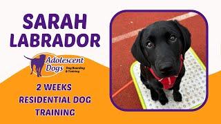 Sarah the Labrador Puppy | 2 Weeks Residential Dog Training