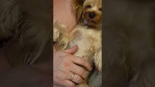 На числе, на расслабоне #йорик #минийорк #йоркирулят #pets #yorki #прикол #мем