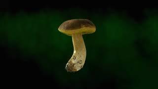 Real mushroom in 3D - Boletus edulis, 0041