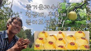 즐거운 과수원 황금배, 추황배 들어보셨나요?