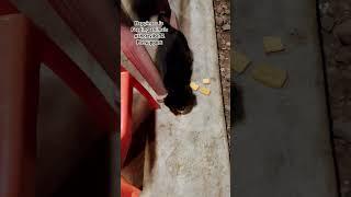 Always love pets and feed them #shorts #trending