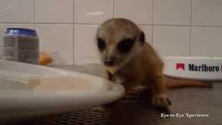 Meerkat baby learning how to eat by itself