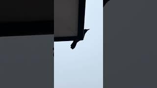 近くに寄ってきたカラス ＃カラス #crow