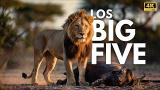 LOS BIG FIVE - Señores Supremos de África | Documental Animal