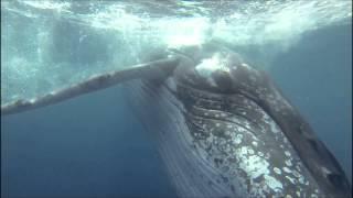 Mugged by a Humpback