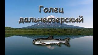 Русская Рыбалка 3.99 (Russian Fishing) Голец дальнеозерский